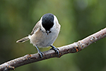 S�kora lu�n� (Parus montanus)