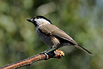 S�kora lu�n� (Parus montanus)
