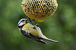 S�kora mod�inka (Parus caeruleus)