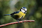 S�kora mod�inka (Parus caeruleus)