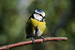 S�kora mod�inka (Parus caeruleus)