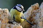 S�kora mod�inka (Parus caeruleus)