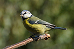 S�kora mod�inka (Parus caeruleus)