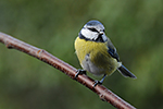 S�kora mod�inka (Parus caeruleus)