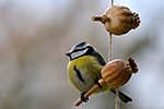 S�kora mod�inka (Parus caeruleus)