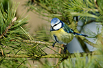 S�kora mod�inka (Parus caeruleus)