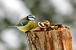 S�kora mod�inka (Parus caeruleus)