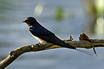 Vla�tovka obecn� (Hirundo rustica)