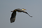 Volavka popelav� (Ardea cinerea)