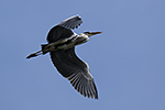 Volavka popelav� (Ardea cinerea)