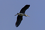 Volavka popelav� (Ardea cinerea)
