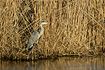 Volavka popelav� (Ardea cinerea)