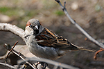 Vrabec dom�c� (Passer domesticus)