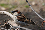 Vrabec dom�c� (Passer domesticus)