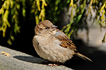 Vrabec dom�c� (Passer domesticus)