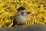 Vrabec dom�c� (Passer domesticus)