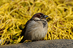 Vrabec dom�c� (Passer domesticus)