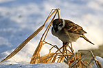 Vrabec poln� (Passer montanus)