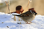 Vrabec poln� (Passer montanus)