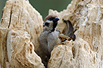 Vrabec poln� (Passer montanus)