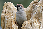 Vrabec poln� (Passer montanus)