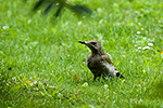 �luna zelen� (Picus viridis)