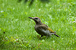 �luna zelen� (Picus viridis)