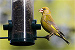 Zvonek zelen� (Carduelis chloris)