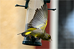 Zvonek zelen� (Carduelis chloris)