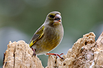 Zvonek zelen� (Carduelis chloris)