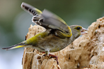 Zvonek zelen� (Carduelis chloris)