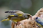 Zvonek zelen� (Carduelis chloris)
