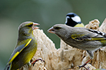 Zvonek zelen� (Carduelis chloris)