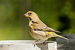 Zvonek zelen� (Carduelis chloris)