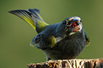 Zvonek zelen� (Carduelis chloris)