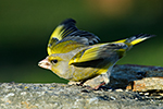 Zvonek zelen� (Carduelis chloris)