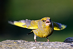 Zvonek zelen� (Carduelis chloris)