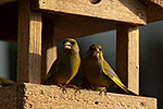 Zvonek zelen� (Carduelis chloris)