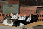 Ko�ka dom�c� (Felis silvestris f. catus)