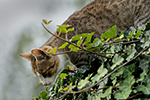 Ko�ka dom�c� (Felis silvestris f. catus)