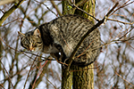 Ko�ka dom�c� (Felis silvestris f. catus)