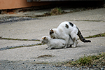 Ko�ka dom�c� (Felis silvestris f. catus)