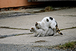 Ko�ka dom�c� (Felis silvestris f. catus)