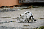 Ko�ka dom�c� (Felis silvestris f. catus)