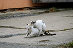 Ko�ka dom�c� (Felis silvestris f. catus)