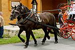  K�� dom�c� (Equus caballus f. caballus)