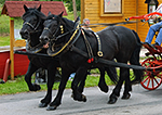 K�� dom�c� (Equus caballus f. caballus)