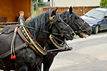  K�� dom�c� (Equus caballus f. caballus)