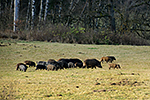Prase divok� (Sus scrofa)
