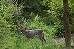 Srnec obecn� (Capreolus capreolus)